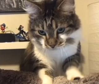 Illustration de l'article : Elle pensait avoir commis une erreur en adoptant un 2e chat mais les félins ont surmonté leurs différences pour devenir inséparables