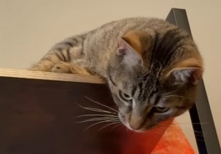 Illustration de l'article : Elle pensait avoir commis une erreur en adoptant un 2e chat mais les félins ont surmonté leurs différences pour devenir inséparables