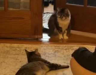 Illustration de l'article : Elle pensait avoir commis une erreur en adoptant un 2e chat mais les félins ont surmonté leurs différences pour devenir inséparables
