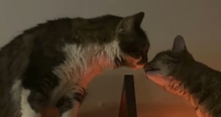 Illustration de l'article : Elle pensait avoir commis une erreur en adoptant un 2e chat mais les félins ont surmonté leurs différences pour devenir inséparables