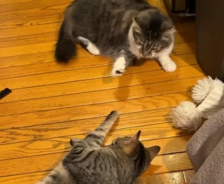 Illustration de l'article : Elle pensait avoir commis une erreur en adoptant un 2e chat mais les félins ont surmonté leurs différences pour devenir inséparables