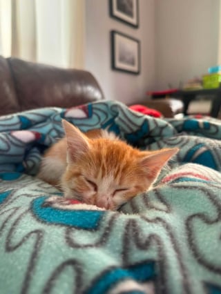 Illustration de l'article : Pi&eacute;g&eacute; dans un &eacute;gout pluvial, un chaton est adopt&eacute; par une famille seulement quelques heures apr&egrave;s son sauvetage