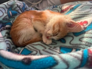 Illustration de l'article : Pi&eacute;g&eacute; dans un &eacute;gout pluvial, un chaton est adopt&eacute; par une famille seulement quelques heures apr&egrave;s son sauvetage