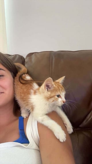 Illustration de l'article : Pi&eacute;g&eacute; dans un &eacute;gout pluvial, un chaton est adopt&eacute; par une famille seulement quelques heures apr&egrave;s son sauvetage
