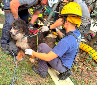 Illustration de l'article : Un Bouvier Bernois de 45 kilos tombe dans un puits abandonné de 5 mètres de profondeur et s'en sort indemne grâce aux pompiers