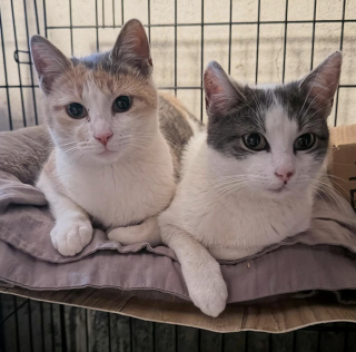 Illustration de l'article : Découvertes blotties dans les ordures, 2 chattes inséparables trouvent une famille qui refuse de les séparer