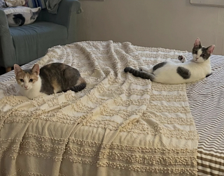 Illustration de l'article : Découvertes blotties dans les ordures, 2 chattes inséparables trouvent une famille qui refuse de les séparer
