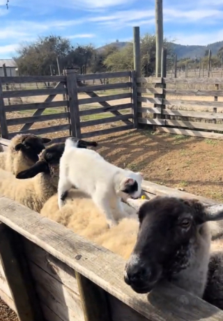 Illustration de l'article : Une chatte de ferme est surprise en train de p&eacute;trir le dos d&rsquo;un mouton, telle une masseuse professionnelle (vid&eacute;o)