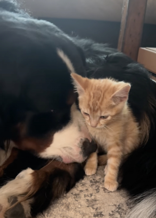 Illustration de l'article : Un Bouvier Bernois trouve un chaton dans un parc et refuse de l’abandonner, il devient « le grand frère le plus attentionné » (vidéo)