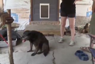 Illustration de l'article : « Ils auraient pu tout prendre, sauf le chien », volée lors d’un cambriolage, une chienne de 16 ans retrouve enfin sa famille (vidéo)