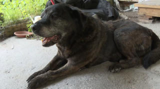 Illustration de l'article : « Ils auraient pu tout prendre, sauf le chien », volée lors d’un cambriolage, une chienne de 16 ans retrouve enfin sa famille (vidéo)