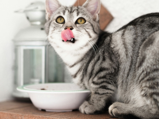 Illustration de l'article : Pourquoi votre chat laisse-t-il toujours quelques croquettes au fond de sa gamelle ?