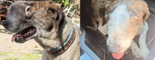 Illustration de l'article : Le visage d&eacute;form&eacute; par un cancer, un chien errant triomphe de la maladie gr&acirc;ce &agrave; ce sauveur d'animaux d&eacute;guis&eacute; en super-h&eacute;ros