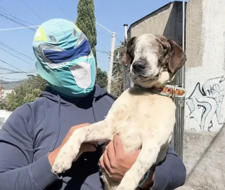 Illustration de l'article : Le visage d&eacute;form&eacute; par un cancer, un chien errant triomphe de la maladie gr&acirc;ce &agrave; ce sauveur d'animaux d&eacute;guis&eacute; en super-h&eacute;ros