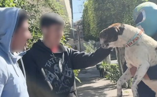 Illustration de l'article : Le visage d&eacute;form&eacute; par un cancer, un chien errant triomphe de la maladie gr&acirc;ce &agrave; ce sauveur d'animaux d&eacute;guis&eacute; en super-h&eacute;ros