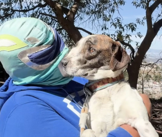 Illustration de l'article : Le visage d&eacute;form&eacute; par un cancer, un chien errant triomphe de la maladie gr&acirc;ce &agrave; ce sauveur d'animaux d&eacute;guis&eacute; en super-h&eacute;ros