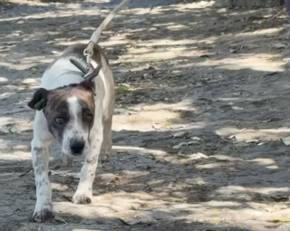 Illustration de l'article : Le visage d&eacute;form&eacute; par un cancer, un chien errant triomphe de la maladie gr&acirc;ce &agrave; ce sauveur d'animaux d&eacute;guis&eacute; en super-h&eacute;ros