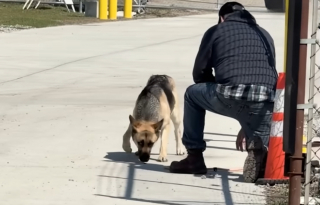 Illustration de l'article : Les employés d'une station d'épuration passent des semaines à gagner la confiance d'une chienne errante, l'un d'eux l'adopte après sa capture