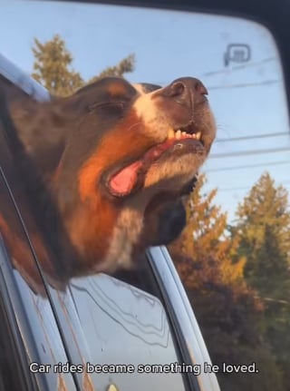 Illustration de l'article : Abandonné par sa famille, ce Bouvier Bernois apeuré trouve un foyer pour la vie et un nouveau meilleur ami canin (vidéo)