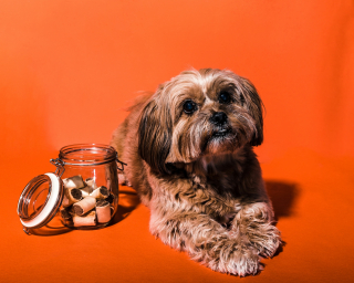 Illustration de l'article : Une étude scientifique prouve que les chiens possèdent un sens inné des quantités