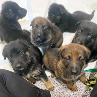 Illustration de l'article : Une chienne résiliente donne naissance à 8 chiots en bonne santé après avoir vécu dans un environnement insalubre et maltraitant
