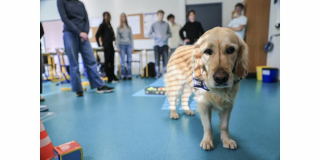 Illustration de l'article : Dans un coll&egrave;ge d'Alsace, une chienne Golden Retriever d'assistance redonne envie de travailler aux &eacute;l&egrave;ves et de se sentir valoris&eacute;s