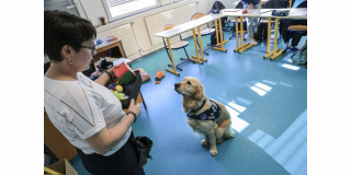 Illustration de l'article : Dans un coll&egrave;ge d'Alsace, une chienne Golden Retriever d'assistance redonne envie de travailler aux &eacute;l&egrave;ves et de se sentir valoris&eacute;s