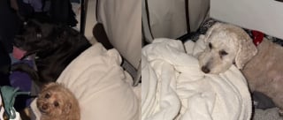 Illustration de l'article : 2 chiens rejoignent cette chienne Pitbull terrifi&eacute;e par un feu d'artifice dans un placard pour la rassurer (vid&eacute;o)