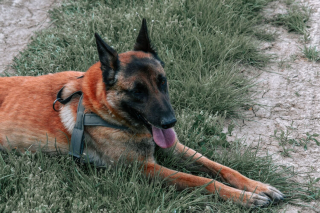 Illustration de l'article : Les clients d'un magasin du Pas-de-Calais alertent la police et permettent le sauvetage de 2 Malinois enferm&eacute;s plusieurs heures dans une voiture