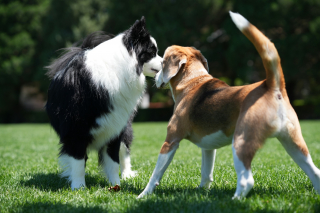 Illustration de l'article : Pourquoi votre chien renifle-t-il avec insistance les oreilles de ses cong&eacute;n&egrave;res ?