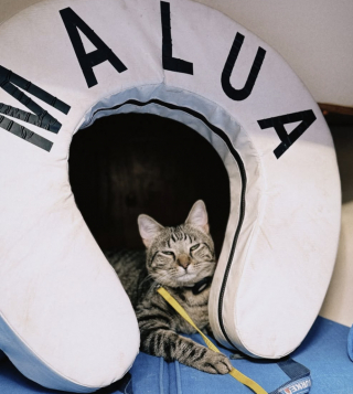 Illustration de l'article : Adopté par un couple de navigateurs, ce chat vit désormais à bord d'un voilier et navigue sur des milliers de kilomètres (vidéo)