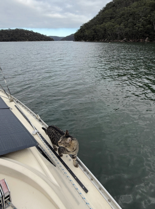 Illustration de l'article : Adopté par un couple de navigateurs, ce chat vit désormais à bord d'un voilier et navigue sur des milliers de kilomètres (vidéo)