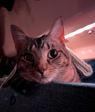 Illustration de l'article : Adopté par un couple de navigateurs, ce chat vit désormais à bord d'un voilier et navigue sur des milliers de kilomètres (vidéo)