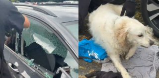 Illustration de l'article : Des passants voient un chien suffoquer dans la voiture gar&eacute;e en plein soleil devant un parc d'attractions, ils brisent une vitre pour le sauver (vid&eacute;o)