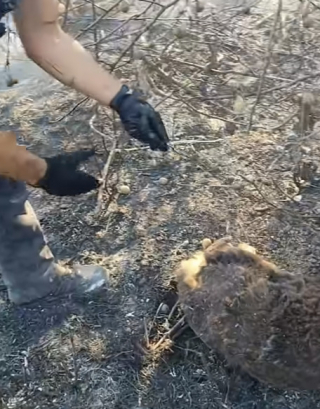 Illustration de l'article : « Derrière l'uniforme se cachent des êtres humains », des policiers sauvent un chien piégé dans les flammes d’un incendie de forêt (vidéo)