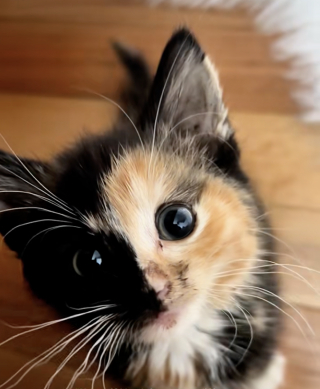 Illustration de l'article : En empruntant un itinéraire inhabituel, une femme trouve un chaton errant au physique rare et lui offre une vie meilleure (vidéo)