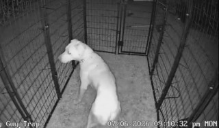 Illustration de l'article : Un chien errant terrifi&eacute; mobilise les habitants pendant 2 mois qui finissent par le sauver gr&acirc;ce &agrave; une cage sp&eacute;ciale