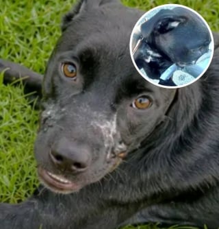 Illustration de l'article : 10 histoires d'animaux sauv&eacute;s gr&acirc;ce &agrave; la bienveillance de b&eacute;n&eacute;voles