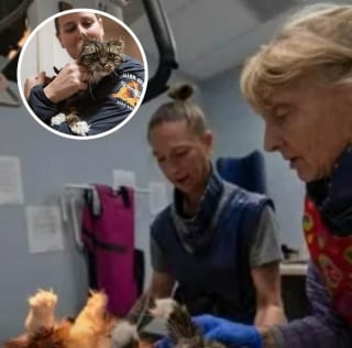 Illustration de l'article : 10 histoires d'animaux sauv&eacute;s gr&acirc;ce &agrave; la bienveillance de b&eacute;n&eacute;voles