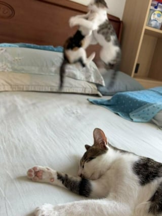 Illustration de l'article : 18 photos de chats et chiens prises pile au bon moment