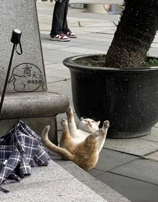 Illustration de l'article : 18 photos de chats et chiens prises pile au bon moment