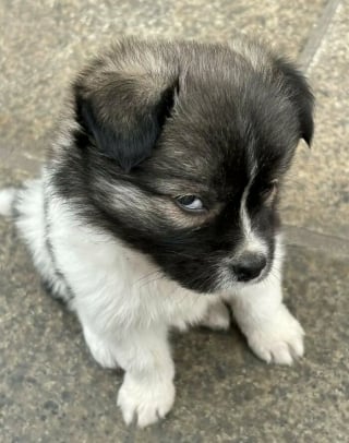 Illustration de l'article : 18 photos de chats et chiens prises pile au bon moment
