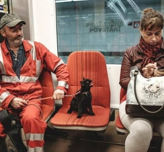 Illustration de l'article : 18 photos de chats et chiens prises pile au bon moment