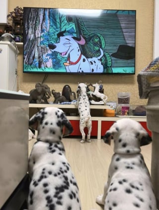 Illustration de l'article : 18 photos de chats et chiens prises pile au bon moment