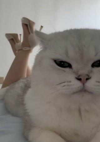 Illustration de l'article : 18 photos de chats et chiens prises pile au bon moment