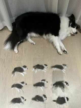 Illustration de l'article : 18 photos de chats et chiens prises pile au bon moment