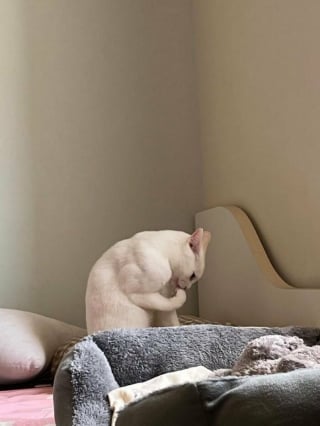Illustration de l'article : 18 photos de chats et chiens prises pile au bon moment