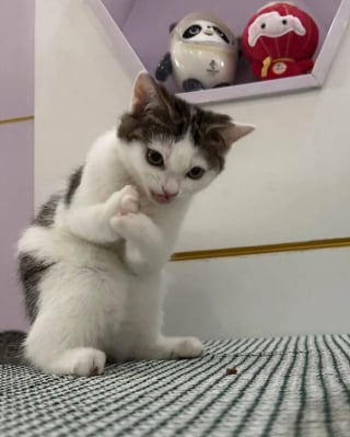 Illustration de l'article : 18 photos de chats et chiens prises pile au bon moment