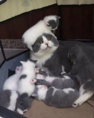 Illustration de l'article : 18 photos de chats et chiens prises pile au bon moment