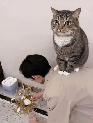 Illustration de l'article : 18 photos de chats et chiens prises pile au bon moment